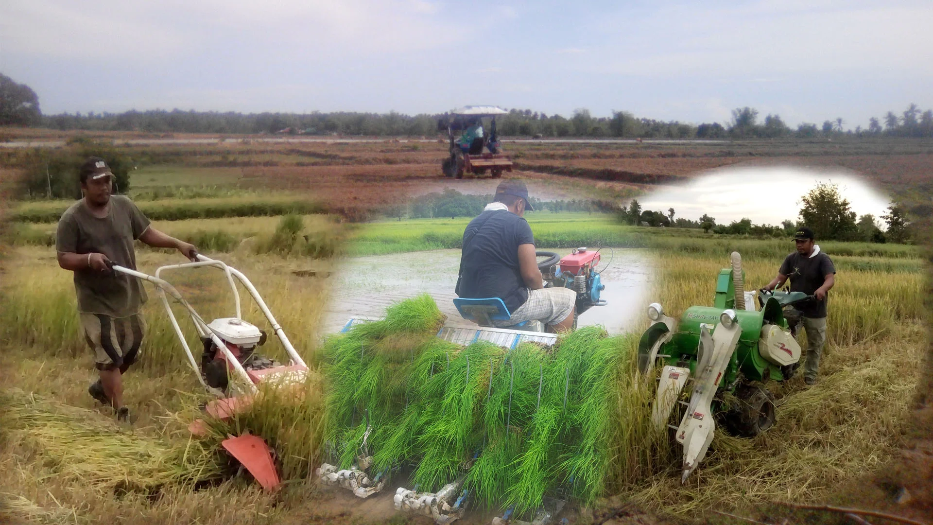 tilling, dryseeding, transplanting reaping and harvesting